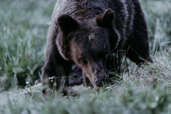 Brown bear