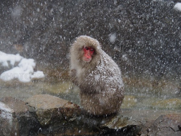 A snow monkey