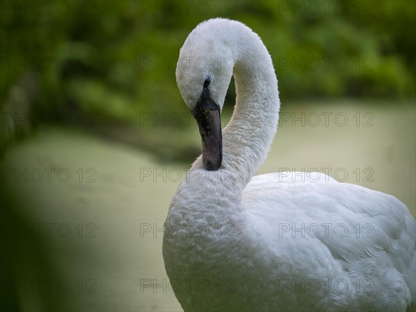 Swan