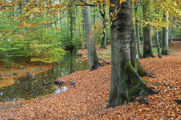 Beech forest in autumn