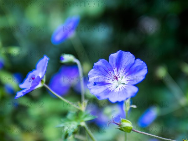 Cranesbill