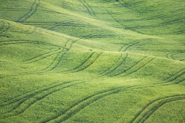 Hilly green fields near San Quirico d'Orcia