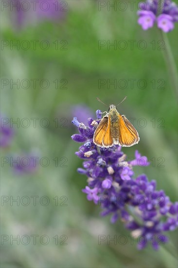 Large skipper