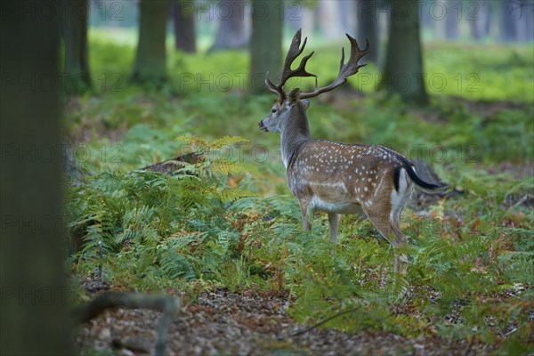 Fallow deer