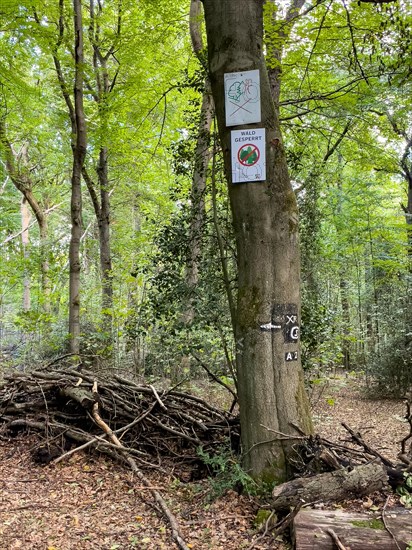 Prohibition sign Warning sign Forest closed No trespassing Old-growth island due to hazard prevention by branches and tree breakage