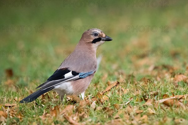 Eurasian jay