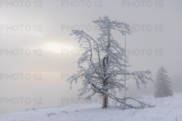 Winter sunset on the mountain with hoarfrost on the trees and fog