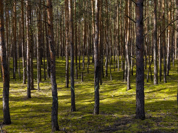 Pine trees