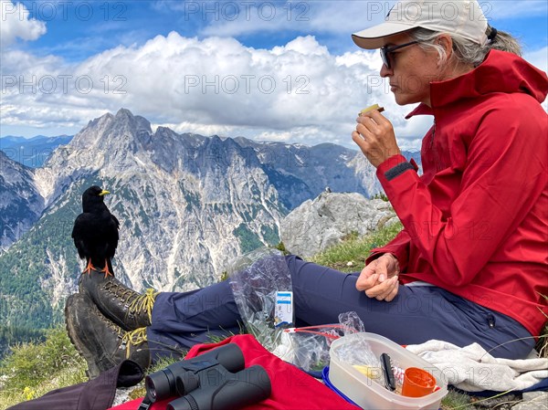 Hiker having a snack on the summit of Vorderberghoerndl with an alpine chough