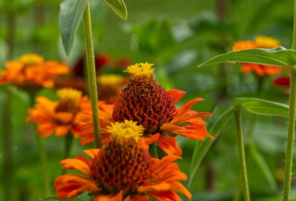 Orange zinnias