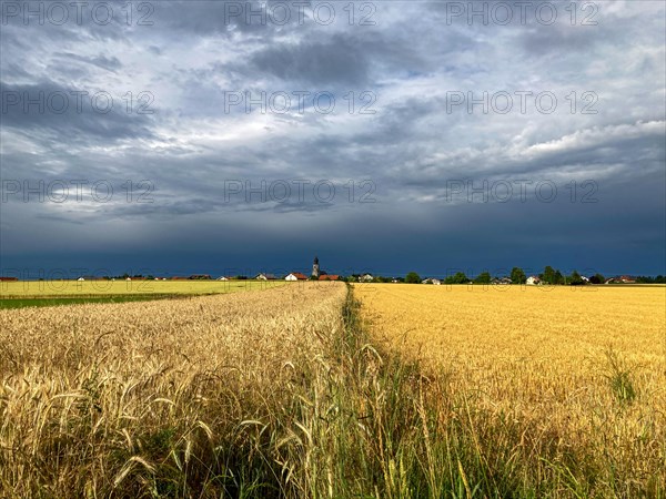 Ripe grain fields with barley and wheat and threatening thunderclouds on the horizon