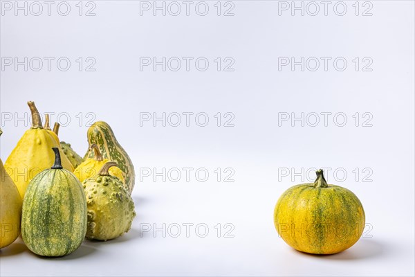 Various ornamental pumpkins