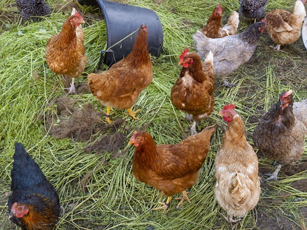 Free-range chickens and green grass in small farm