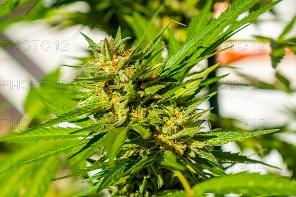 Macro photographs of marijuana buds surrounded by leaves. The medicinal cannabis plant seen up close