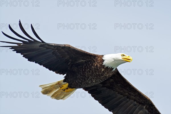 Bald eagle in flight