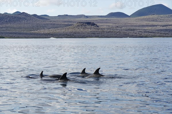 Group of dolphin