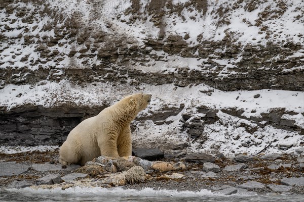 Scavenging polar bear