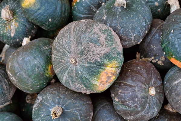 Dark green Japanese Kabocha squash in pile