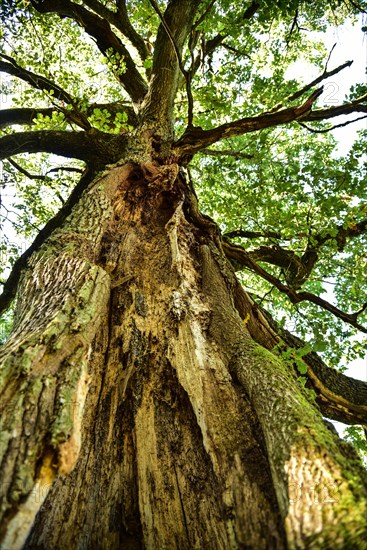 Old oak tree