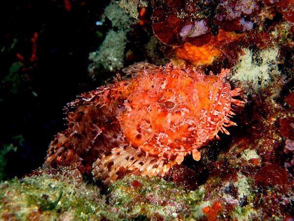 Red scorpionfish