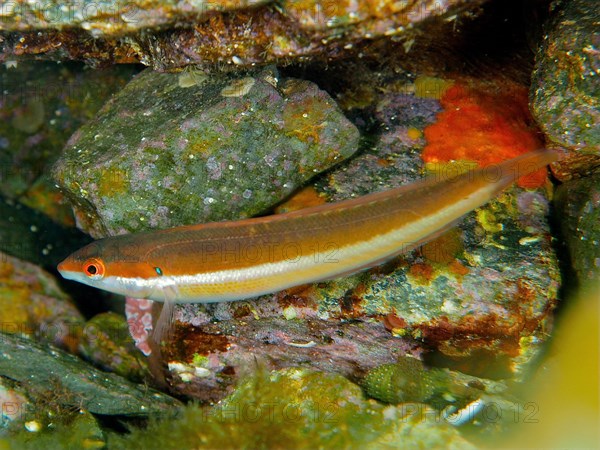 Mediterranean rainbow wrasse