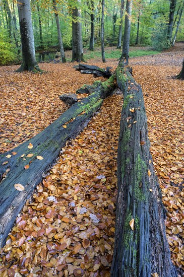 Beech forest in autumn