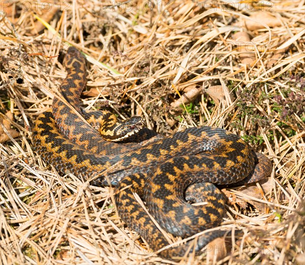 Two wild adder