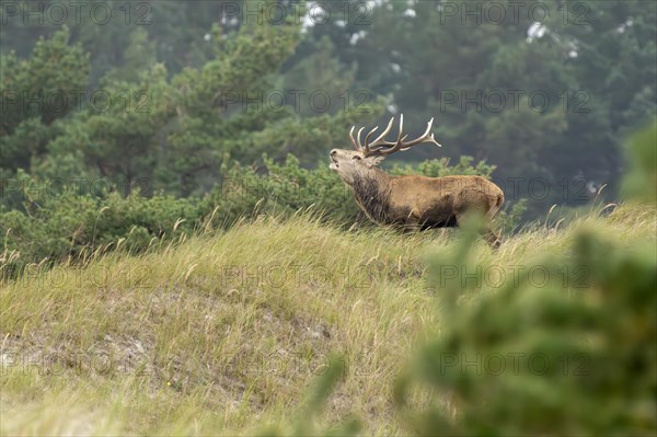 Red deer