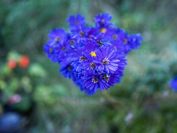 Autumn aster