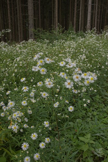 Daisy fleabane