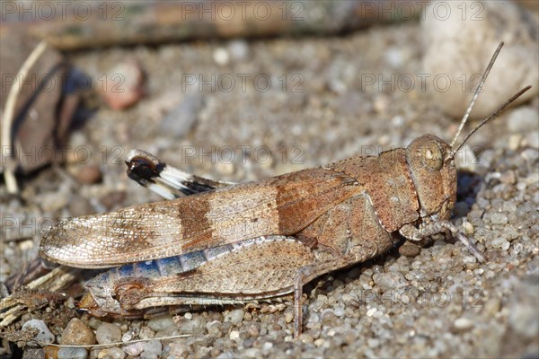 Blue-winged grasshopper