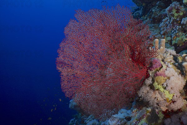 Red knot coral