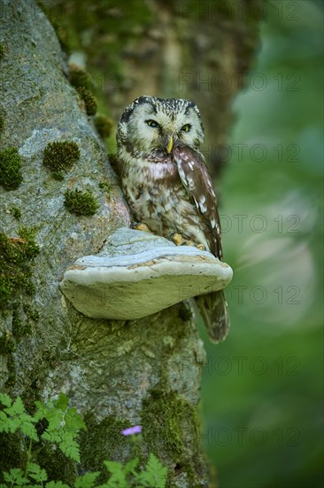 Tengmalm's Owl