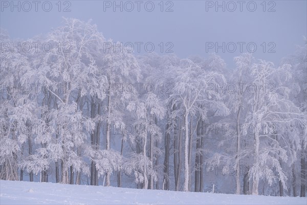Winter beech forest with hoarfrost on the trees and fog on Mount Kandel