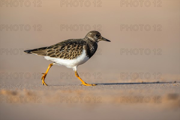 Ruddy Turnstone