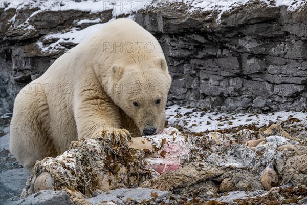 Scavenging polar bear