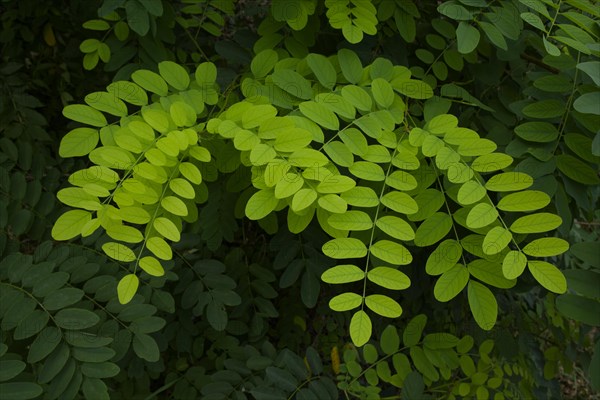 Common Robinia