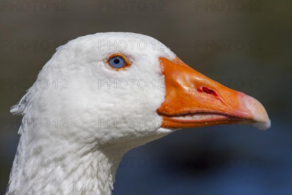 White domestic goose