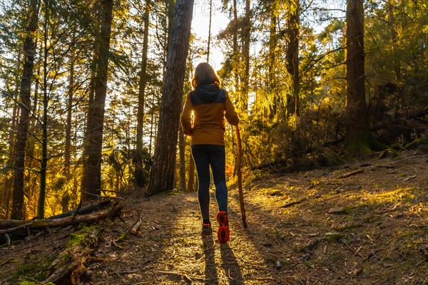 A young woman walking through the beautiful forest at sunset with the sun facing her. Artikutza forest in Oiartzun