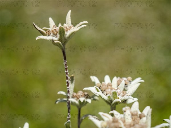 Alpine edelweiss