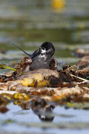 Black Tern