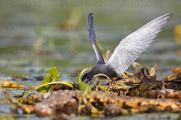 Black Tern