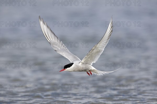 Arctic tern