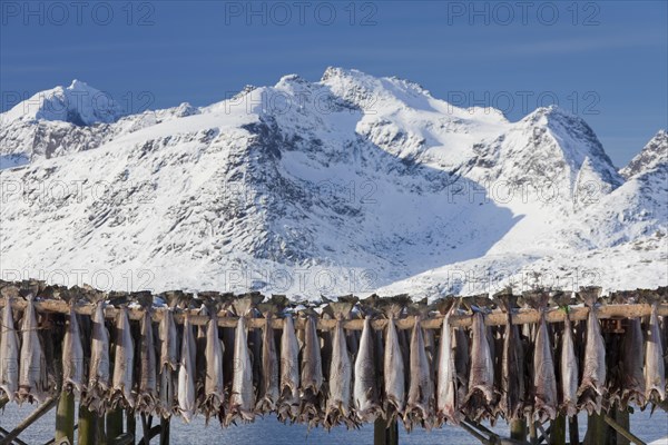 Atlantic cod