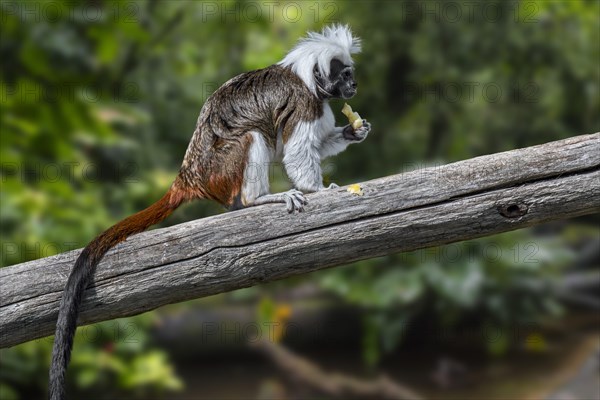 Cotton-top tamarin