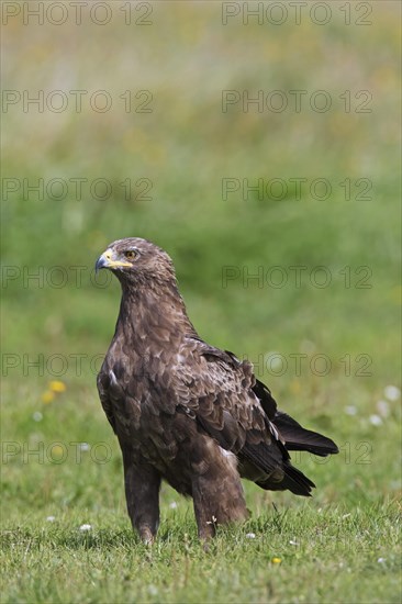 Lesser spotted eagle