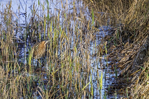 Eurasian bittern