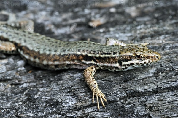 Common wall lizard