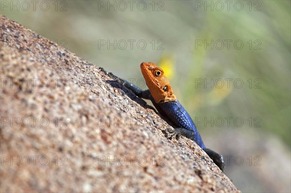 Male Namibian rock agama