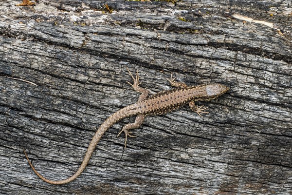 Common wall lizard